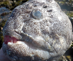 Anarrhichthys ocellatus