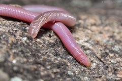 King's Worm Lizard photo 4