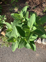 Asclepias syriaca
