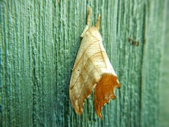 Drepana bilineata