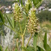 Wild Licorice - Photo (c) Matt Lavin, some rights reserved (CC BY-SA)