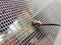 Ululodes quadripunctatus