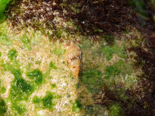 Tritia corrugata