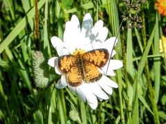 Phyciodes cocyta selenis