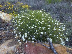 Eremogone ferrisiae