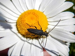 Trachysida mutabilis