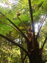 Sphaeropteris brunei