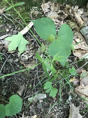 Ranunculus parviflorus