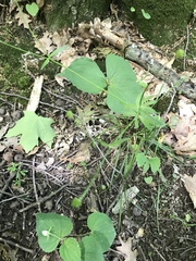 Ranunculus parviflorus