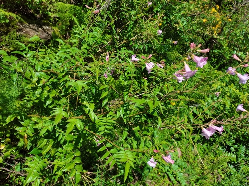 Incarvillea arguta