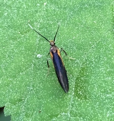 Mathildana newmanella