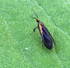 Mathildana newmanella