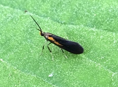 Mathildana newmanella