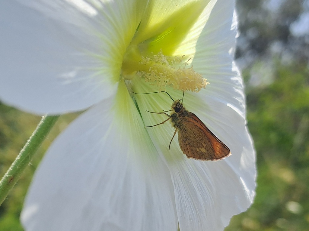Thymelicus stigma