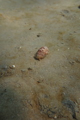 Bulla ampulla