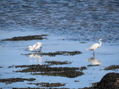 Little Egret