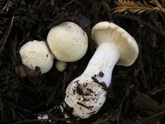 Leucopaxillus albissimus image