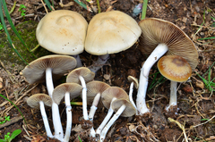 Psilocybe subaeruginascens image