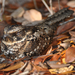 Puerto Rican Nightjar - Photo (c) Jose, some rights reserved (CC BY-NC), uploaded by Jose