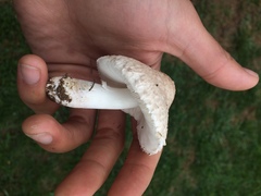 Leucoagaricus barssii image