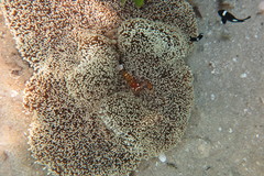 Stichodactyla haddoni