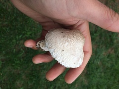 Leucoagaricus barssii image