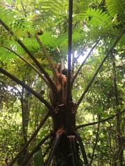 Sphaeropteris brunei