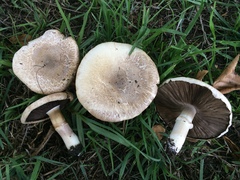 Agaricus californicus image