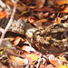 Puerto Rican Nightjar - Photo (c) jvp0208, some rights reserved (CC BY-NC), uploaded by jvp0208