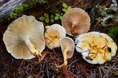 Hygrophoropsis aurantiaca image