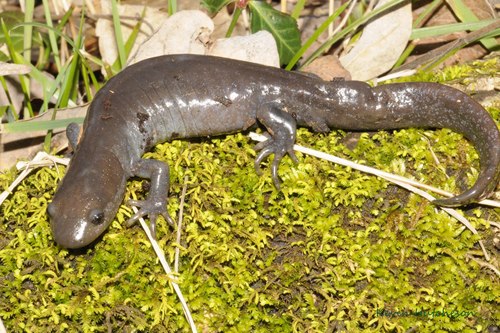 Jefferson Salamander