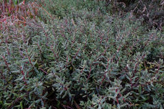 Suaeda novae-zelandiae
