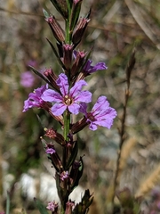 Lythrum californicum