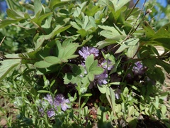 Hydrophyllum capitatum