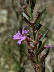 Lythrum californicum