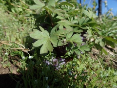 Hydrophyllum capitatum