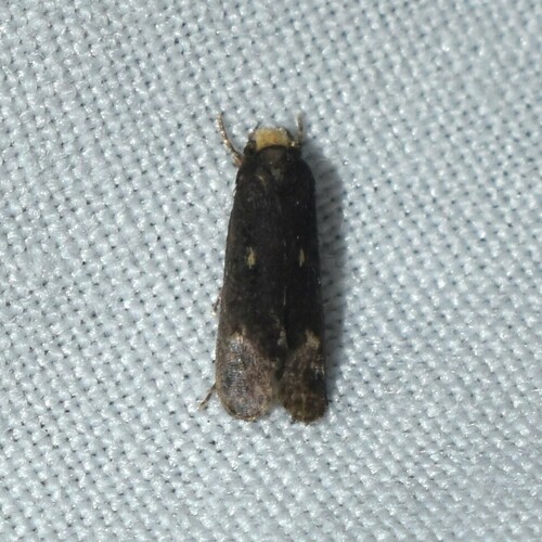Pelecystola nearctica photo 5