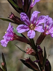 Lythrum californicum