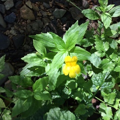 Erythranthe dentata