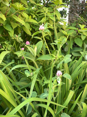 Trifolium pratense