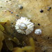 Northern Acorn Barnacle - Photo no rights reserved, uploaded by hitchco
