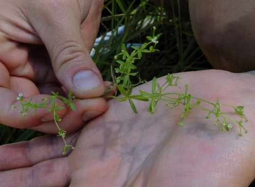 Galium trifidum ssp. subbiflorum