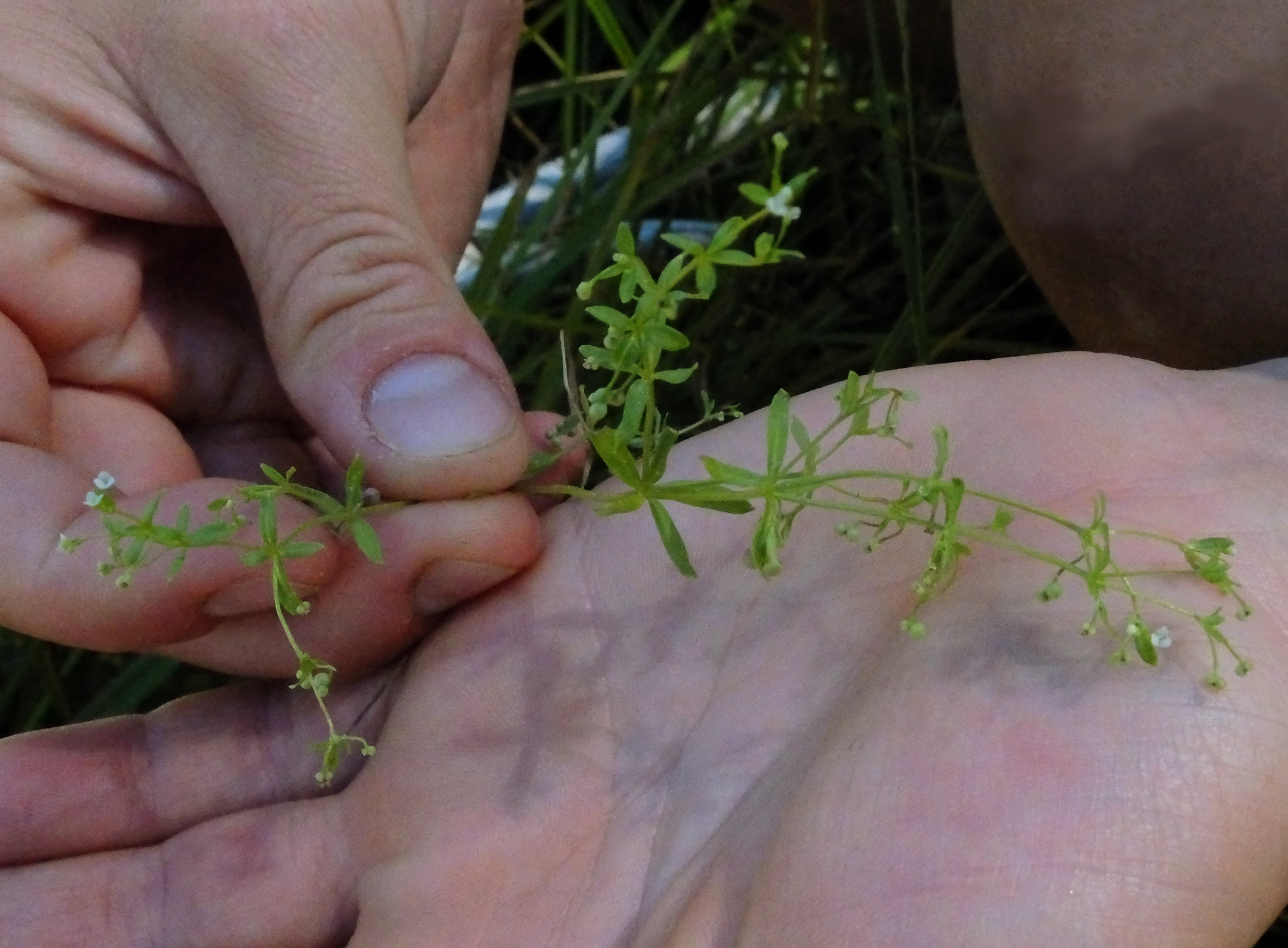 Galium trifidum ssp. subbiflorum