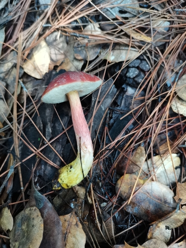 Zangia erythrocephala