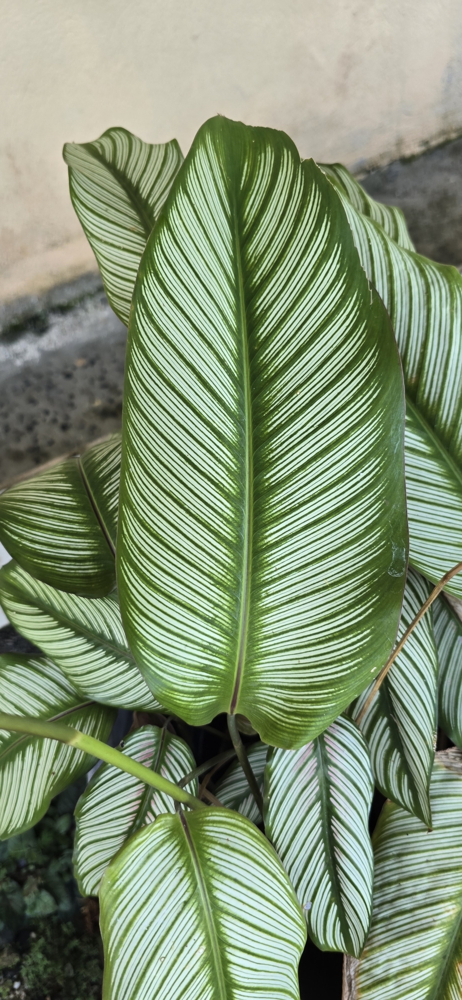 Imagem de Maranta Riscada