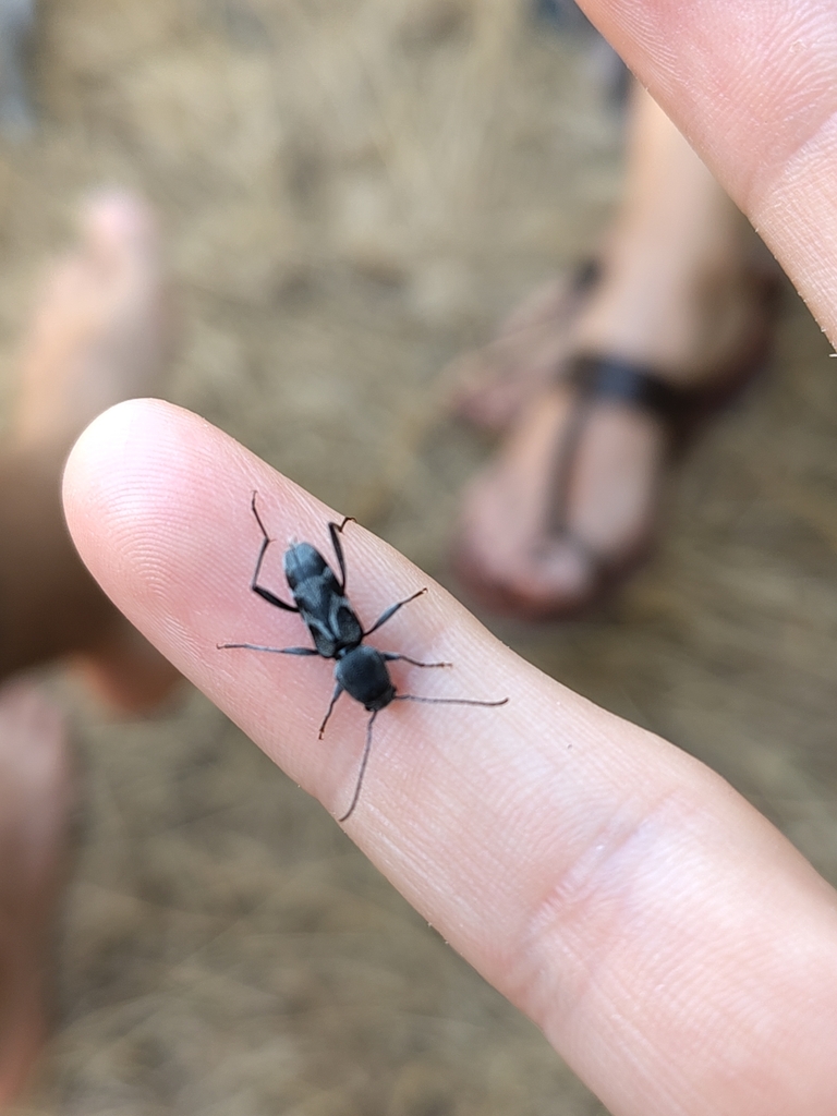 Pseudosphegesthes cinerea