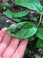 Plethodon teyahalee