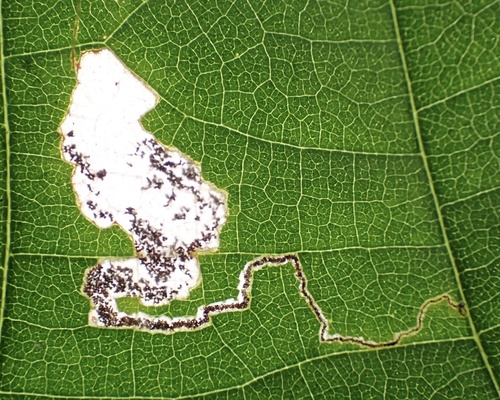 Philodoria hauicola