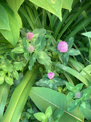 Trifolium pratense