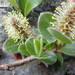 Salix arctica - Photo Ningún derecho reservado, subido por hitchco